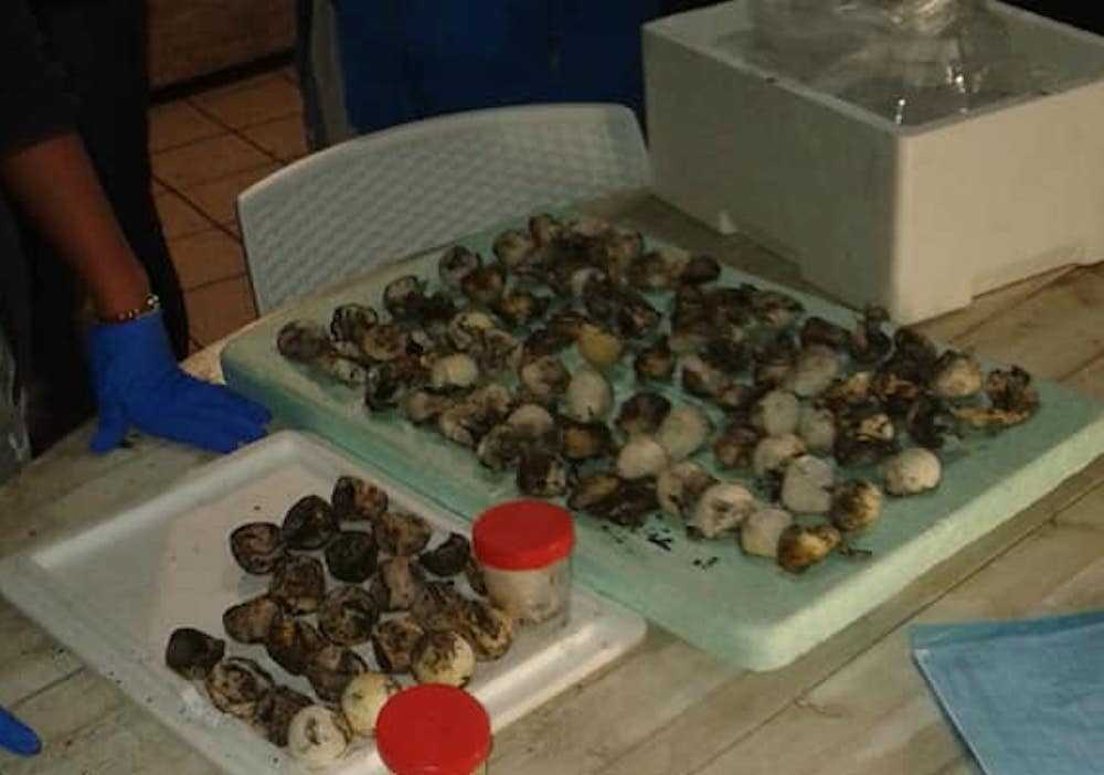 tartarughine tartarughine