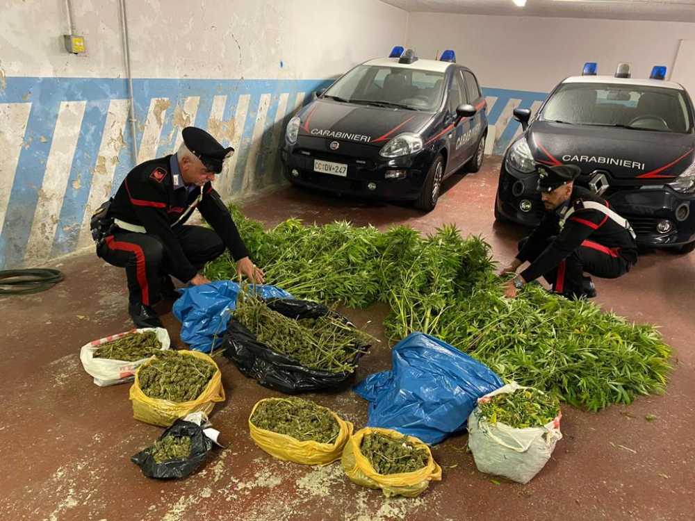 CIVITAVECCHIA - Le piante di marijuana sequestrate dai Carabinieri (1)