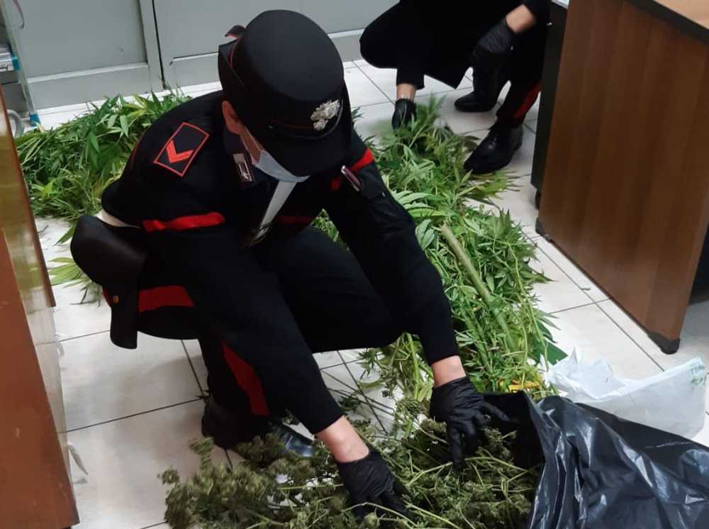 TIVOLI - Le piante sequestrate dai Carabinieri (2)