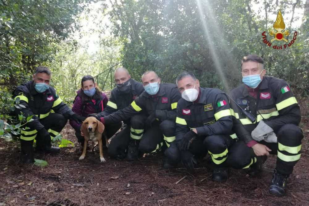 cagnetto salvato vvf pompieri vigili fuoco cagnetto salvato vvf pompieri vigili fuoco