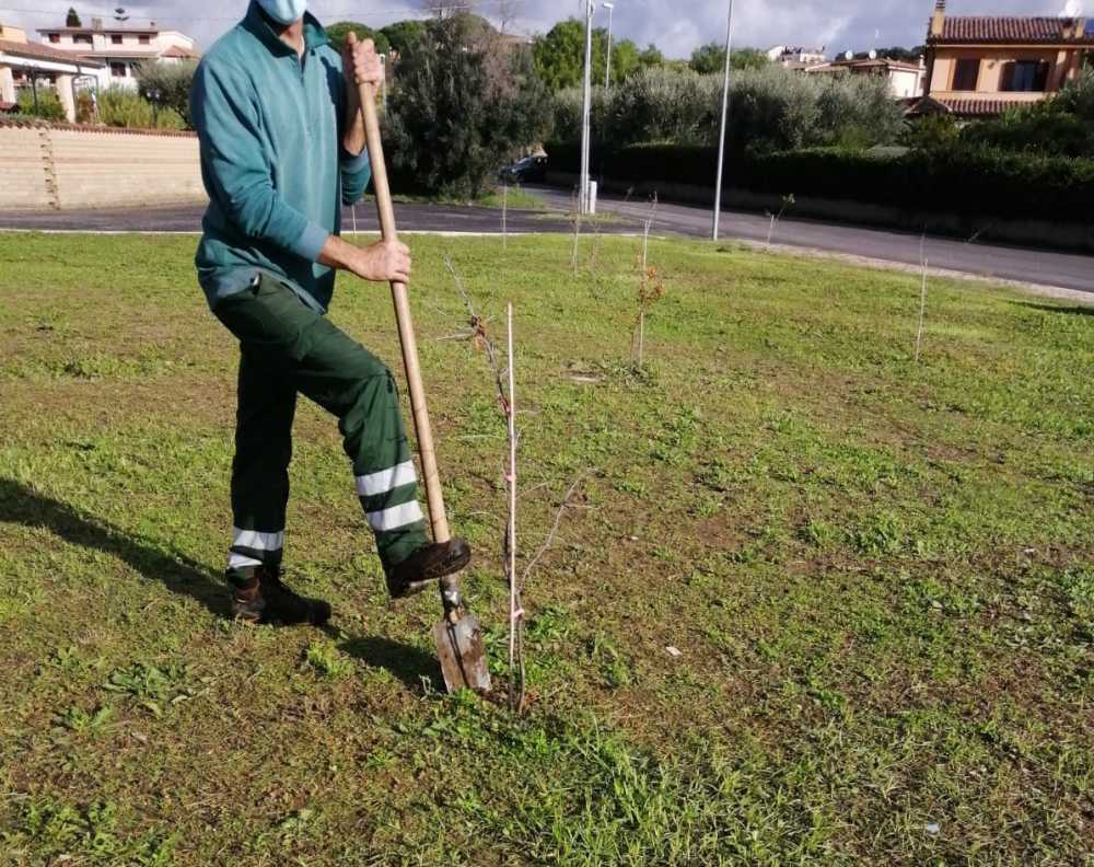piantumazione alberi cerveteri (3) piantumazione alberi cerveteri