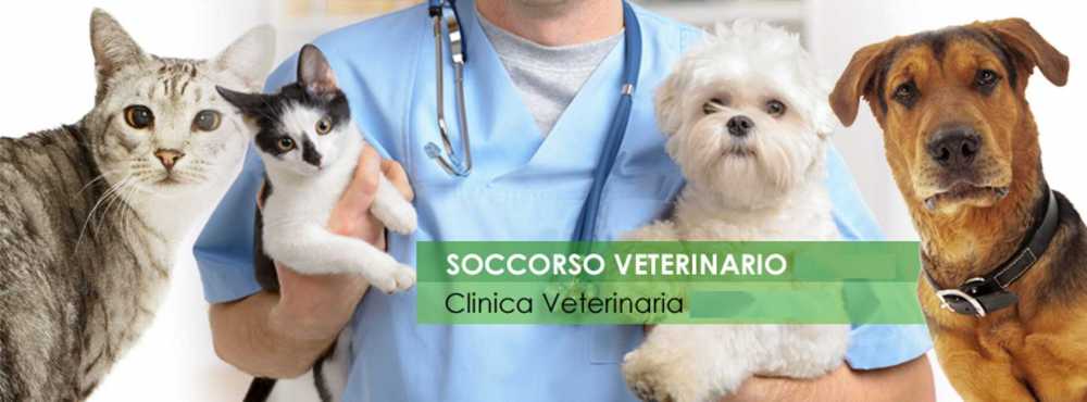 pronto soccorso veterinario pronto soccorso veterinario