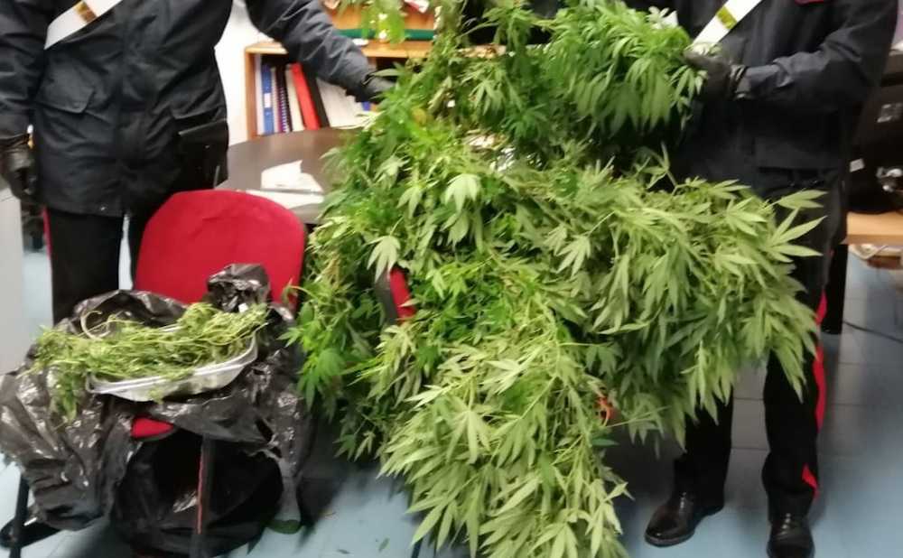 Le piante sequestrate dai Carabinieri Le piante sequestrate dai Carabinieri