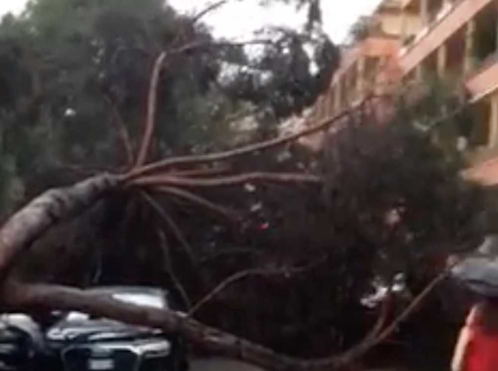 albero caduto ai parioli