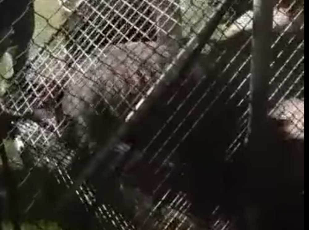 cinghiale villa carpegna