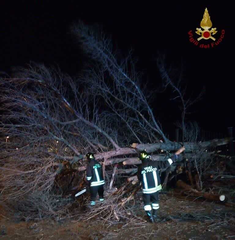 vvf vigili fuoco pompieri albero caduto