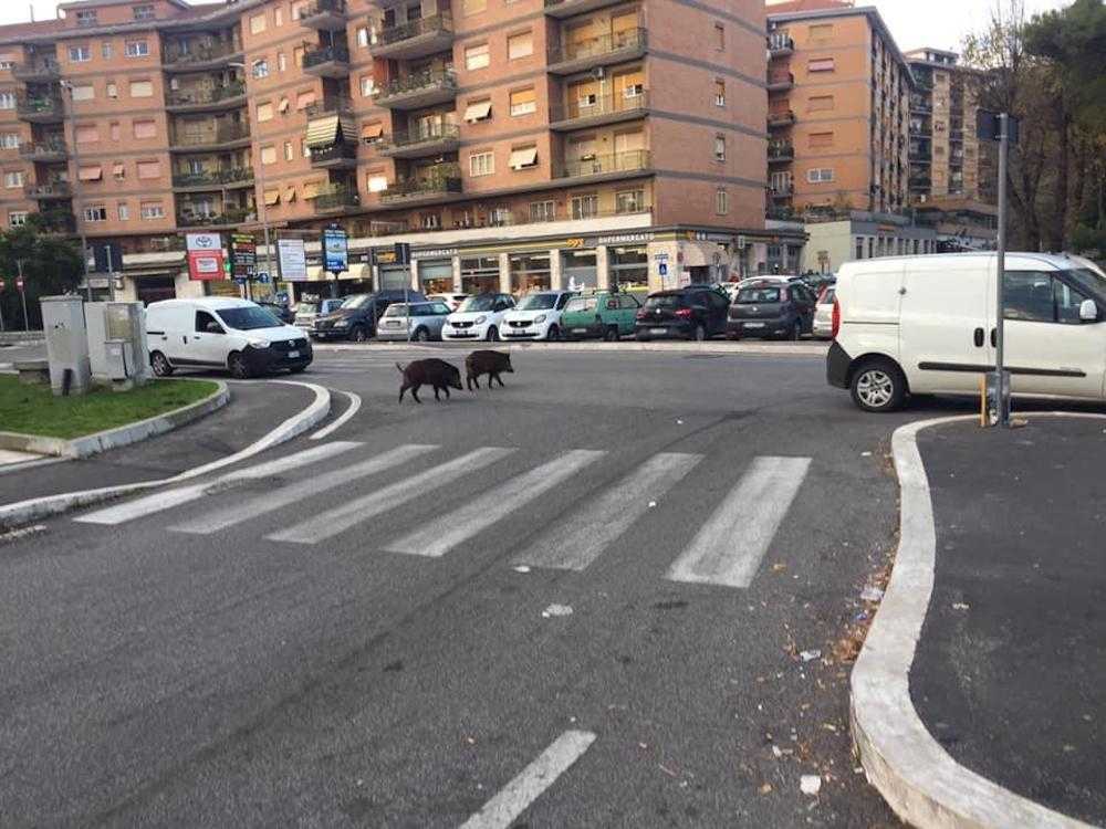 cinghiali valle aurelia cinghiali valle aurelia