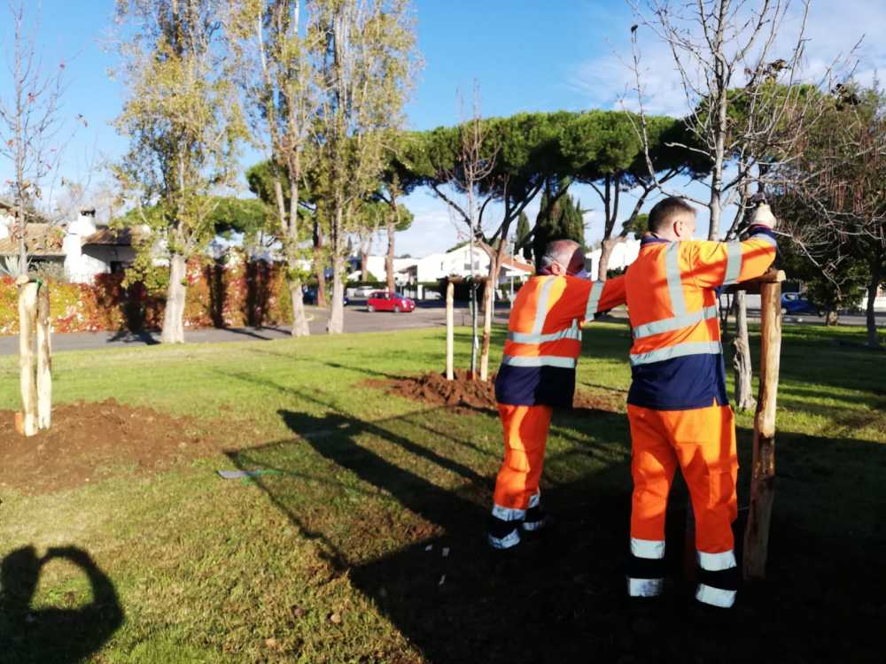 alberi cerenova cerveteri caerite 2