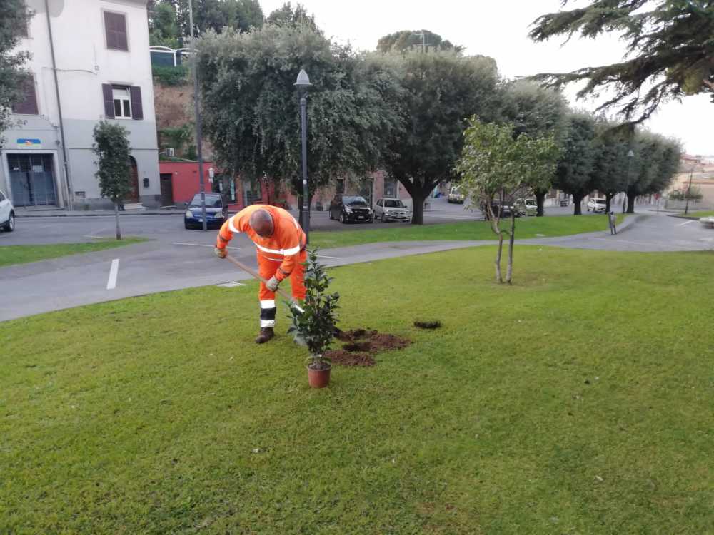 alberi cerenova cerveteri caerite 2