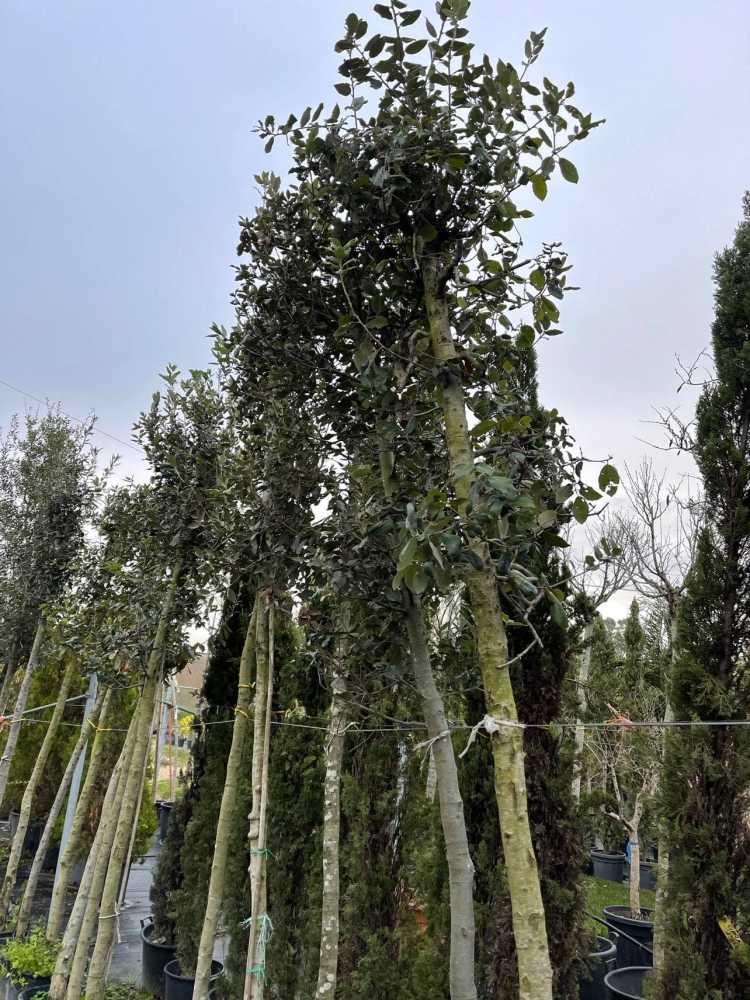 alberi ladispoli città