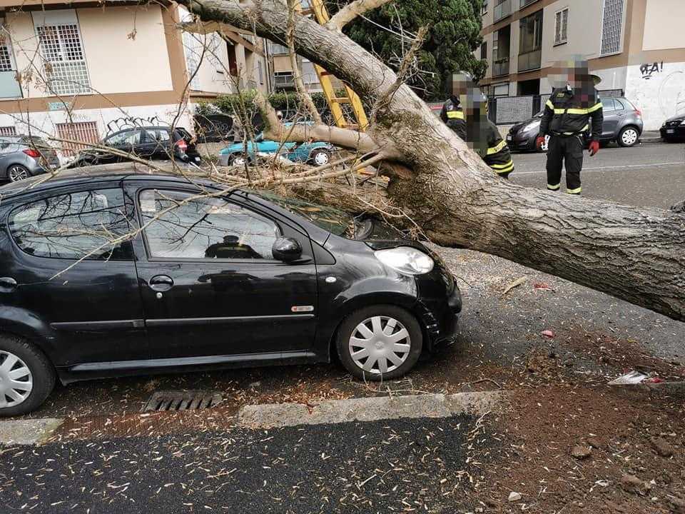 caduta albero
