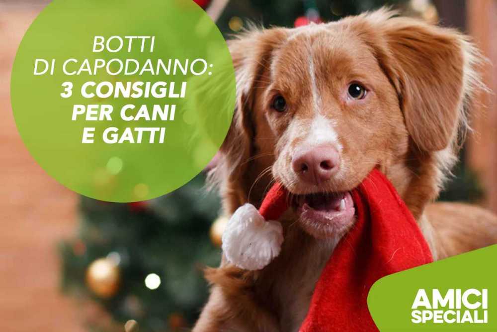 botti capodanno cani animali