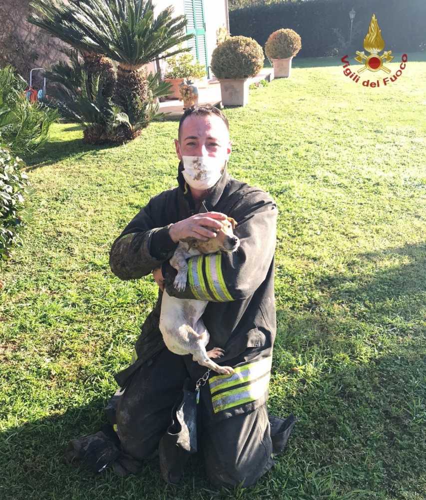 cagnetto jack russell salvato pompieri vvf vigili fuoco cerveteri cagnetto jack russell salvato pompieri vvf vigili fuoco cerveteri