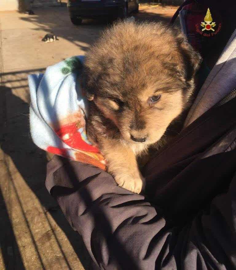 cucciolo cagnetto salvato pompieri vvf vigili fuoco