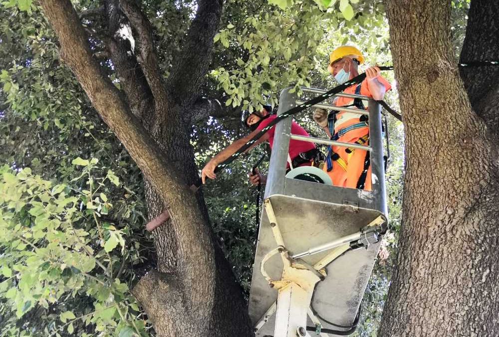 Multiservizi Cerveteri, pubblicato il report attività su verde ed illuminazione del mese di febbraio