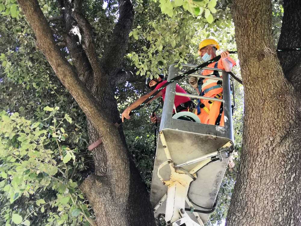 multiservizi caerite alberi