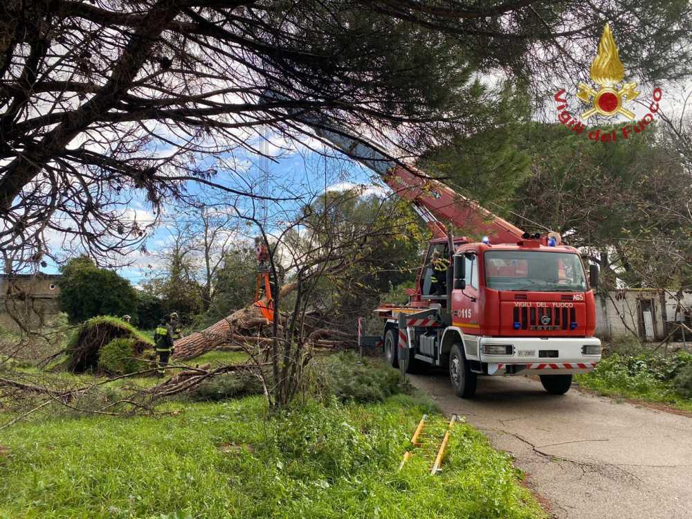 pino caduto aurelia civitavecchia vigili fuoco vvf civitavecchia pompieri