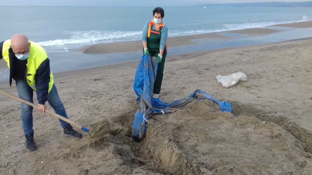 plastiche torre flavia plastiche torre flavia