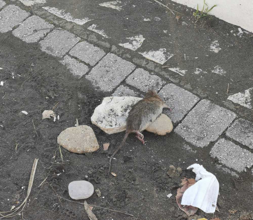 topi morti spiaggia ladispoli