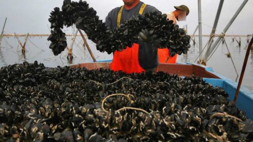 allevamento cozze 3 allevamento cozze