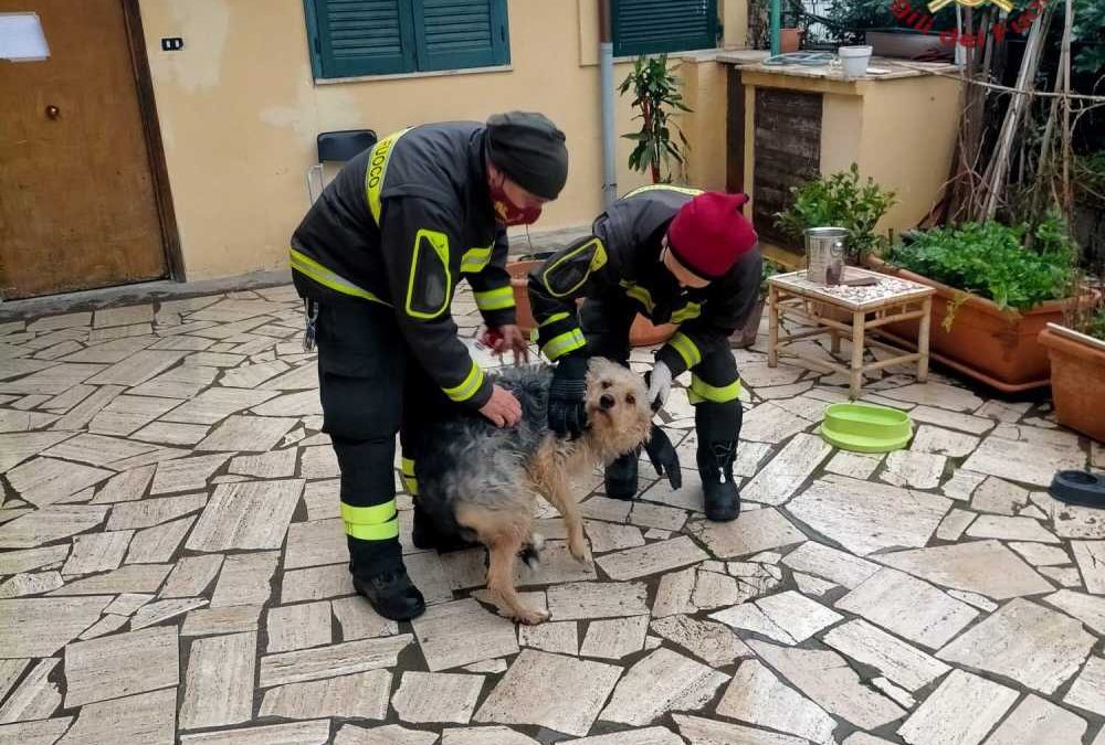 Cane salvato in un giardino di Santa Marinella