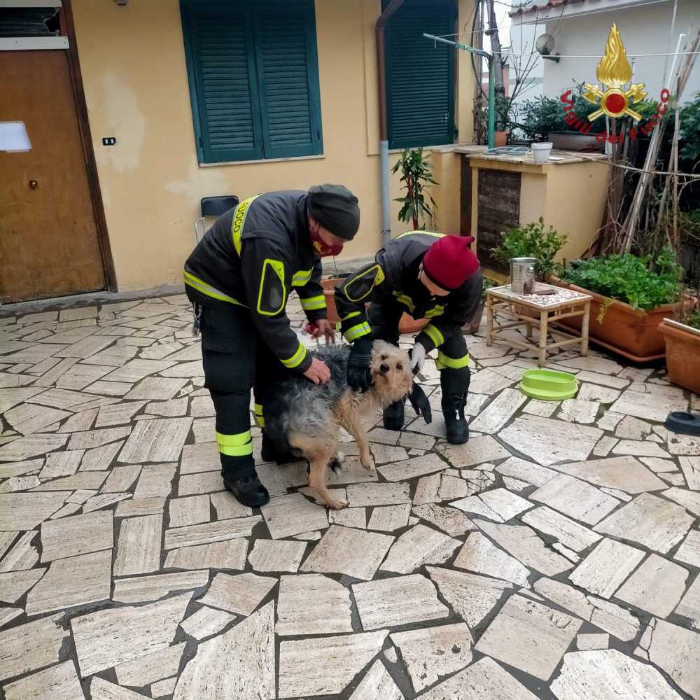 cane vigili fuoco vvf santa marinella
