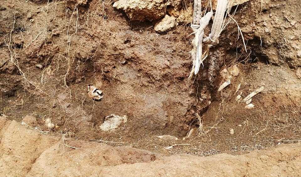 ossa spiaggia ladispoli ossa spiaggia ladispoli