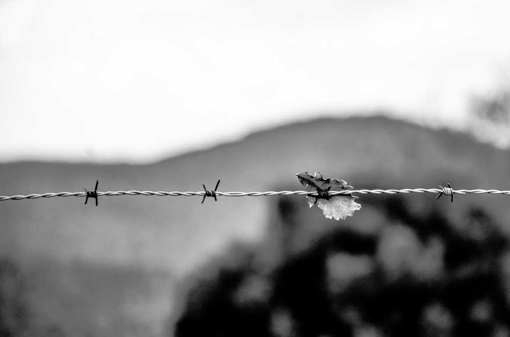 paravani foglia filo spinato