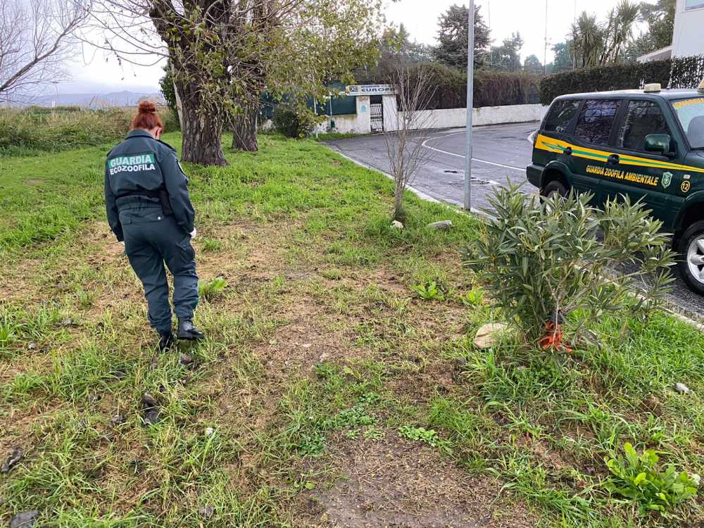 parco via trevignano cerveteri ecozoofile