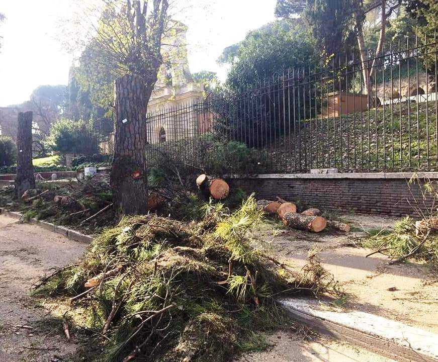 pini via san gregorio colosseo roma pini via san gregorio colosseo roma