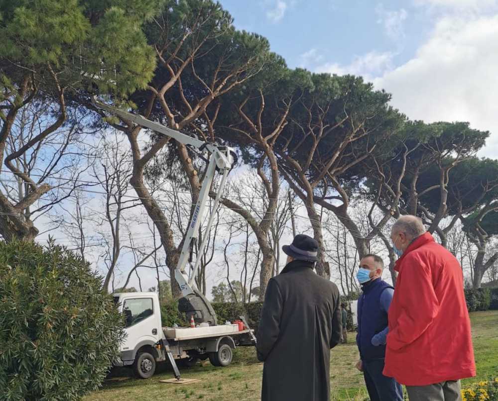 potature viale maria1 potature viale maria1