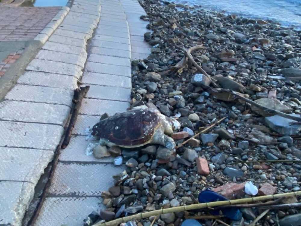 tartaruga spiaggiata marina civitavecchia