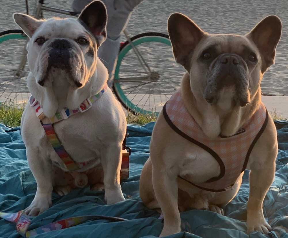 lady gaga cani rapiti lady gaga cani rapiti