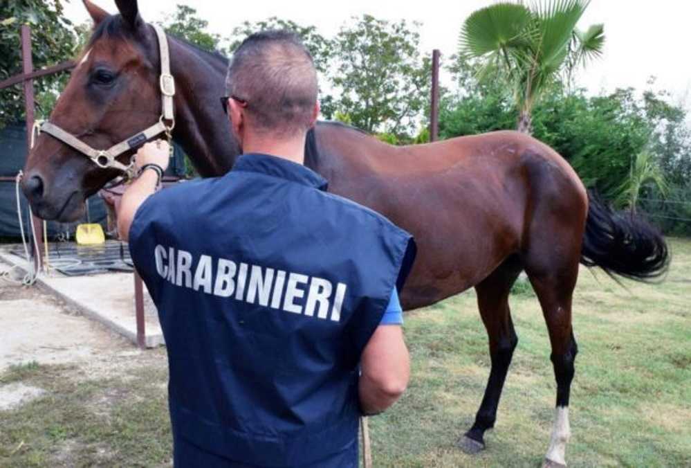 carabinieri cavalli