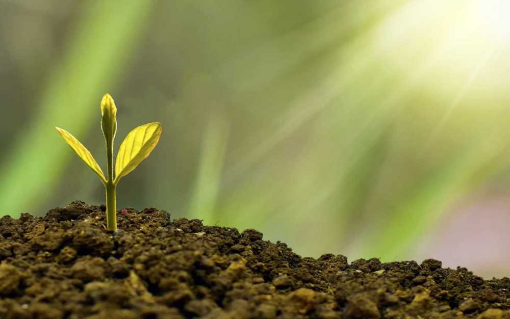 economia green economia green