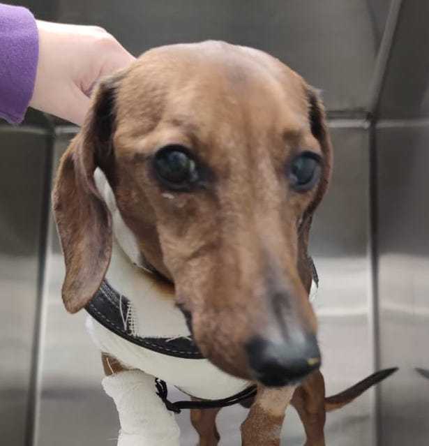 otto il bassotto otto il bassotto