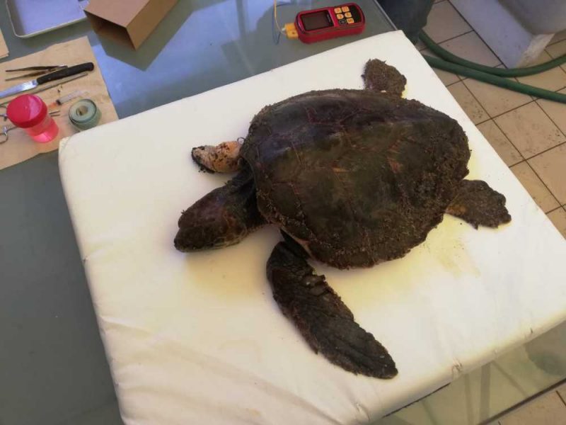 tartaruga marina caretta caretta guardia costiera (2)