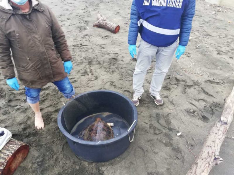 tartaruga marina caretta caretta guardia costiera (2)