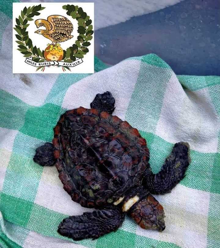 tartaruga nogra ladispoli 1 tartaruga nogra ladispoli