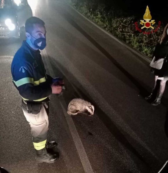 tasso salvato sasso furbara vvf vigili fuoco pompieri