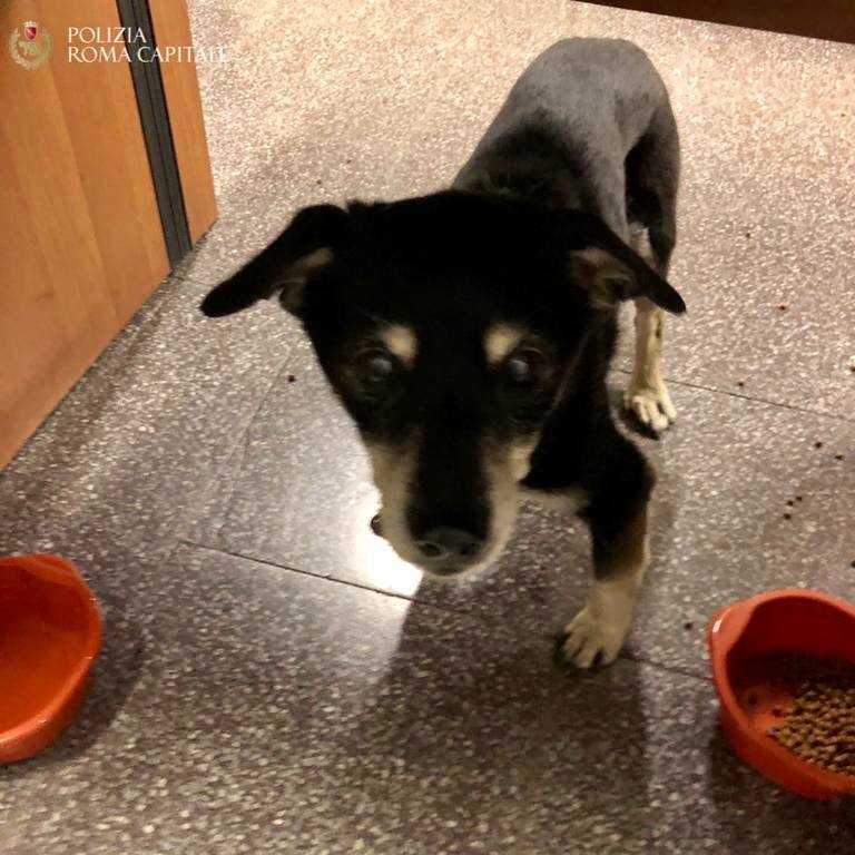 Cane cieco teo Polizia Locale roma capitale municipale Cane cieco teo Polizia Locale roma capitale municipale