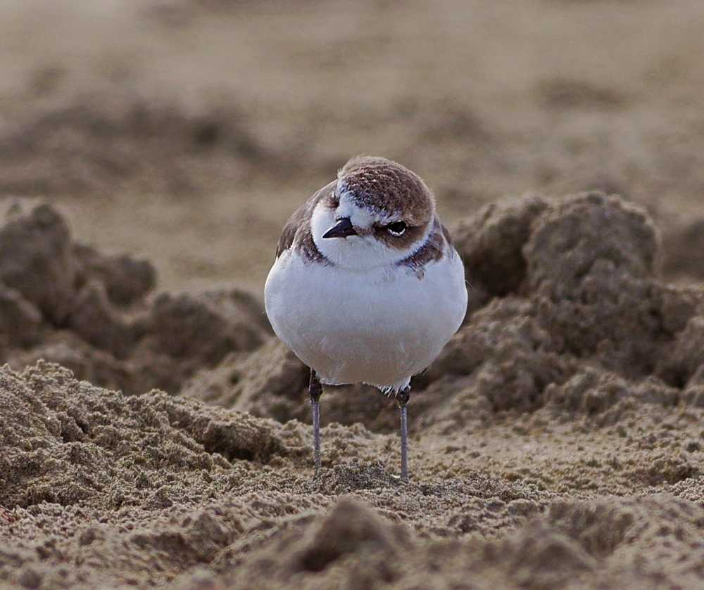 Fratina fatino fratini by Giancarlo Grillo