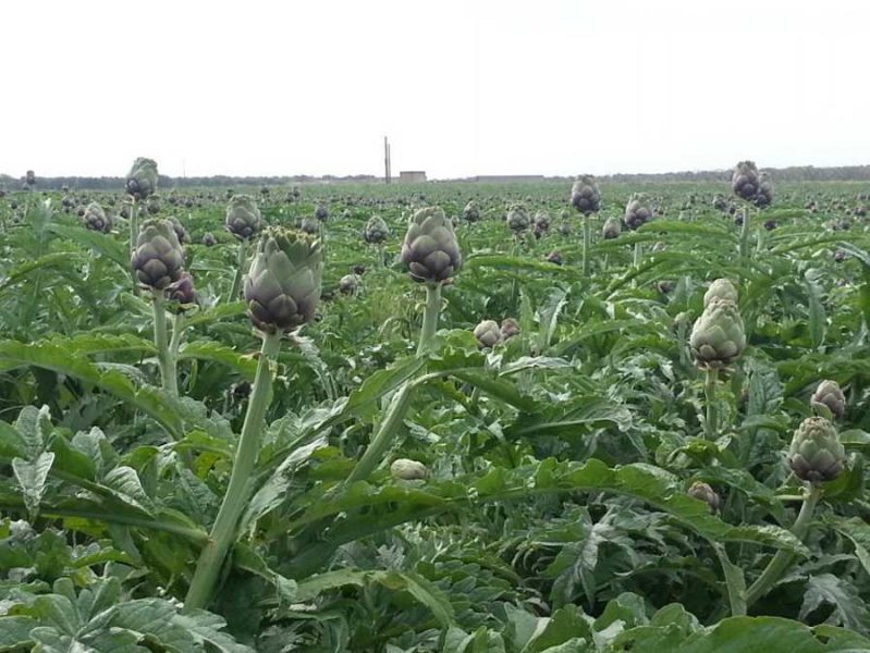 campo carciofi