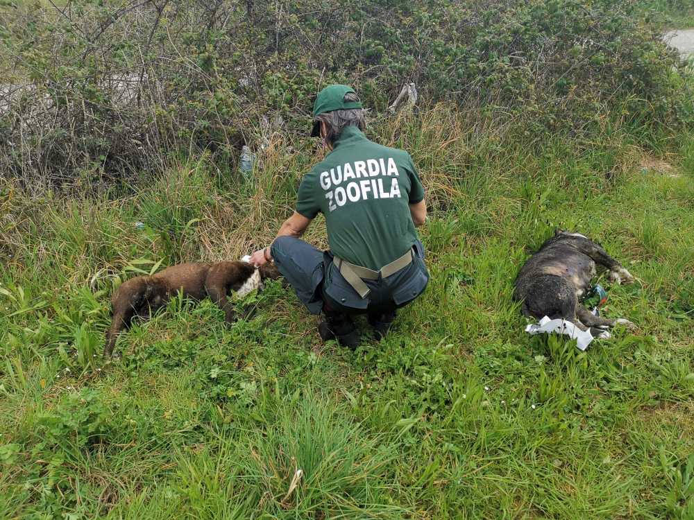 carcasse cani fareambiente bracciano carcasse cani fareambiente bracciano