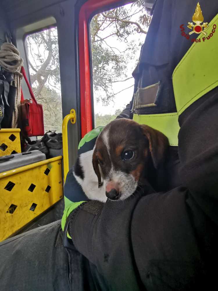 cucciolo salvato vvf vigili fuoco pompieri