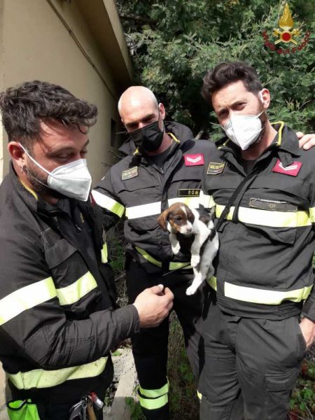 cucciolo salvato vvf vigili fuoco pompieri