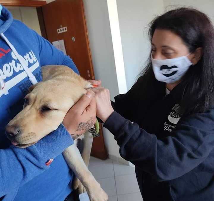 Giornata del Microchip a Montalto per gli amici a quattro zampe