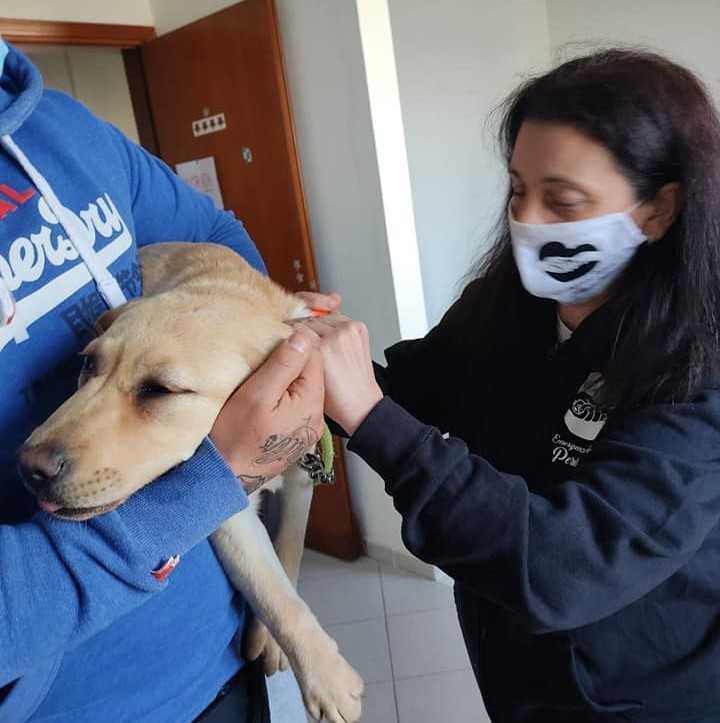 emergenze pelose microchip 1