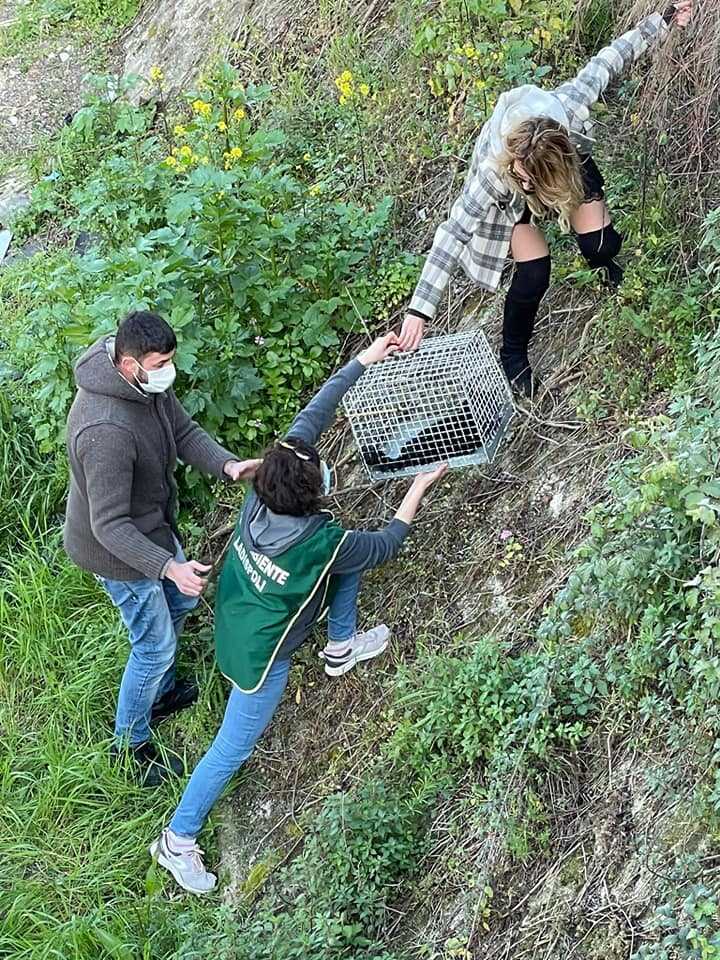 gatto fosso fareambiente ladispoli zoofile gatto fosso fareambiente ladispoli zoofile