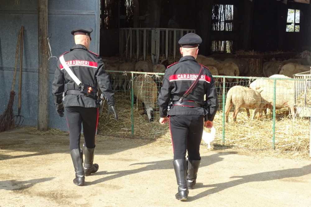 pecore carabinieri 2 pecore carabinieri